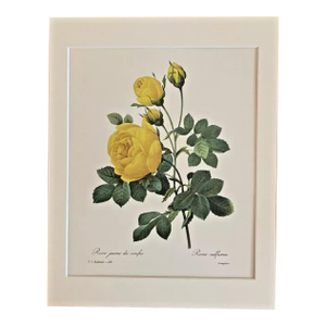 Vintage P. J. Redouté Print in 11x14 Mat - "Rose Jaune de Soufre", Yellow Rose