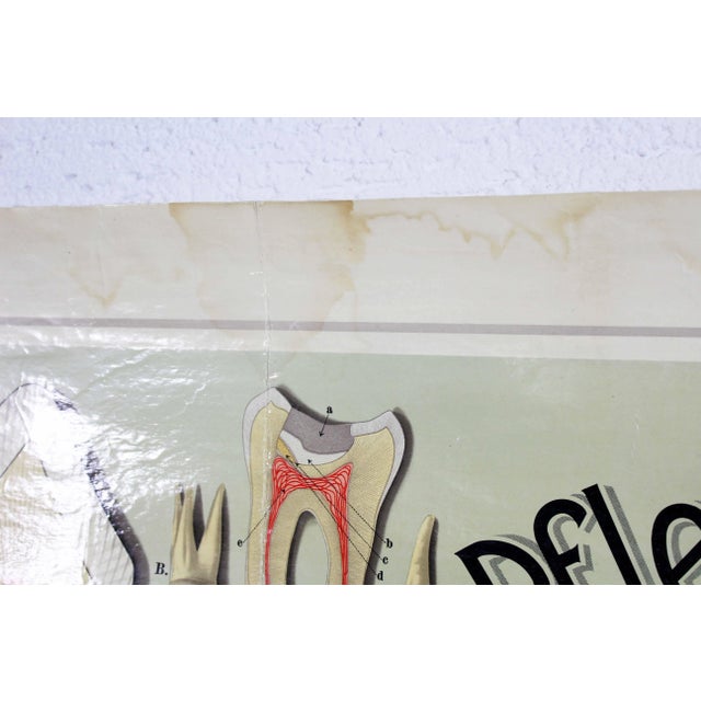 Pfleget die Zähne Vintage Print For Sale - Image 11 of 13