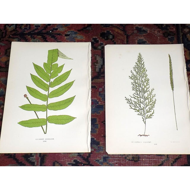 This set of nine (9) authentic 19th century engravings on wood (sometimes referred to as woodcuts; sometimes incorrectly...