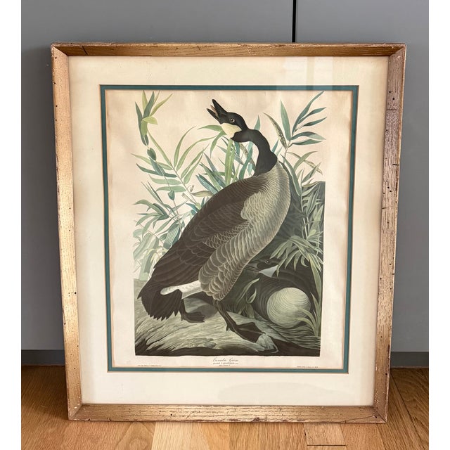 Pair of Vintage Framed Bird Illustration Lithographs by John James Audubon For Sale - Image 9 of 16