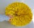 2020s Contemporary Home Décor Juju Hat Feathers in Yellow, 21 Century Wall Décor Feathers in Yellow For Sale - Image 5 of 6