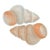 Large Divided Serving Dish in the Shape of Conch Shell - Set of 2 For Sale