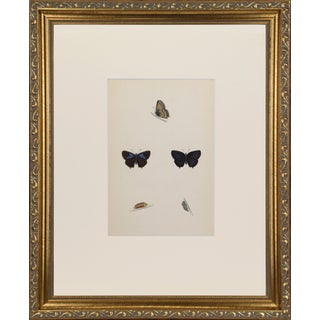 19th Century Antique Morris Butterfly Print Hand Colored Lithograph 1853 For Sale