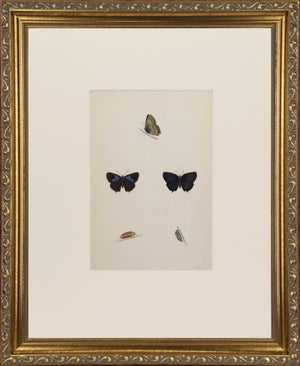 19th Century Antique Morris Butterfly Print Hand Colored Lithograph 1853