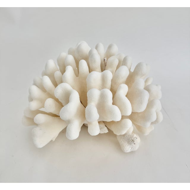 This large natural Pacific Elk coral has very good symmetry and weight. The unique organic texture and bright white color...