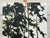 Tall Riverside Pine Trees in the English Countryside with dappled light & water 2009 For Sale - Image 14 of 16