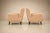 Giuseppe Scapinelli Armchairs in Hardwood & Suede, Brazil, 1950s For Sale - Image 14 of 18