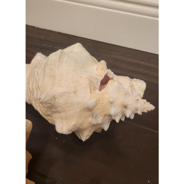 Vintage Large Coastal Genuine Natural Conch Sea Shells- Set of 6 For Sale - Image 12 of 16