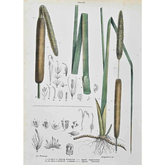 Vincenzo Tenore, The Typhaceae, Lithograph, 1870s For Sale