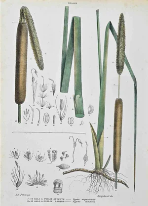 Vincenzo Tenore, The Typhaceae, Lithograph, 1870s
