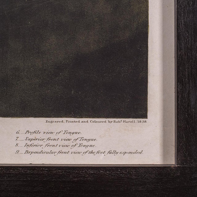 Large Vintage Flamingo Picture, English, Framed Print, Jj Audubon, Wildlife Art For Sale - Image 11 of 12