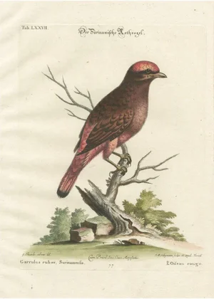 J.M. Seligmann, The Red Bird of Surinam, 18th Century, Engraving on Paper
