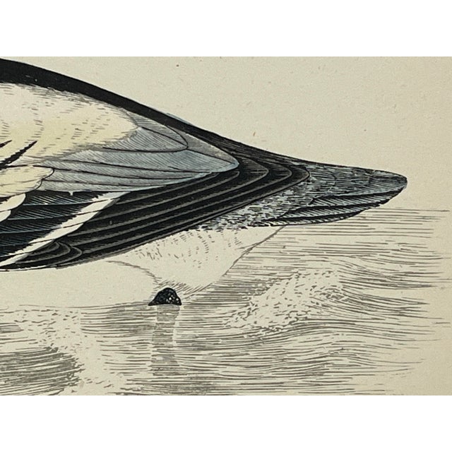 Plastic Antique Hand Tinted Bird Print From England Featuring a Black & White Smew Duck - Circa 1888 For Sale - Image 7 of 12