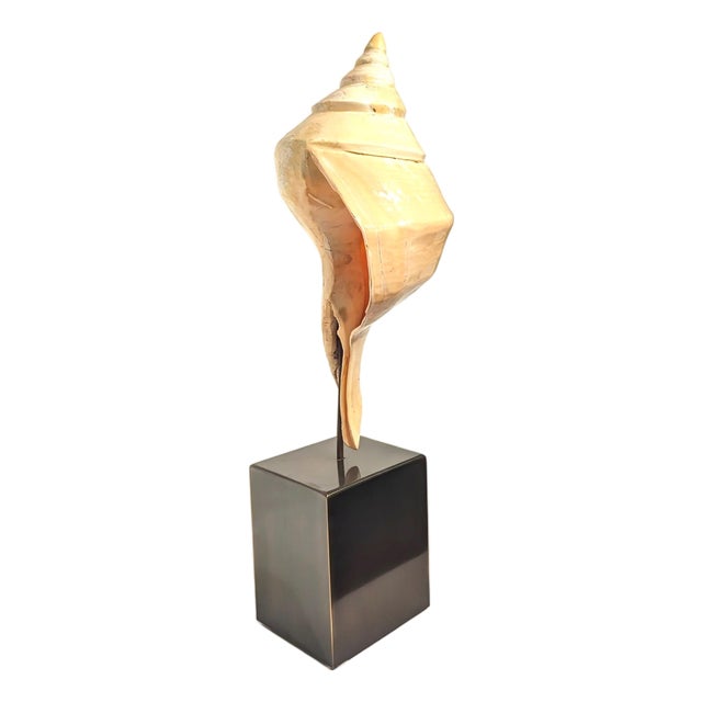 Syrinx Aruanus Australian Trumpet Conch Shell on Stand For Sale