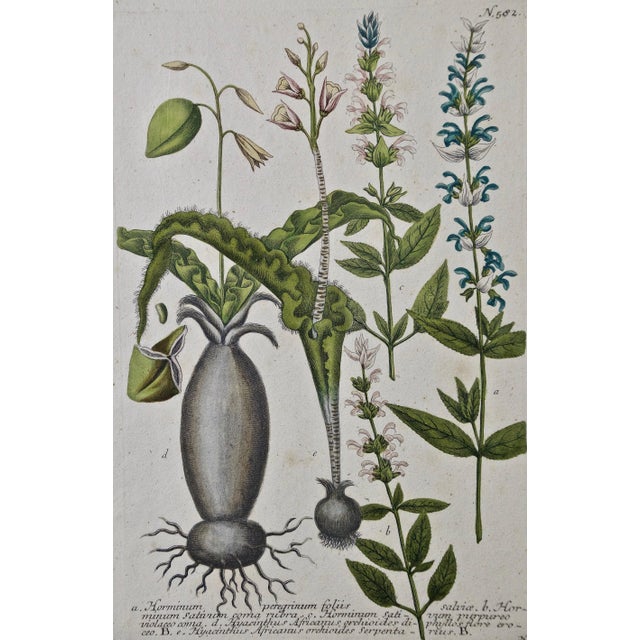 An 18th century hand colored botanical engraving by Johann Wilhelm Weinmann (1683-1741) depicting the following flowering...