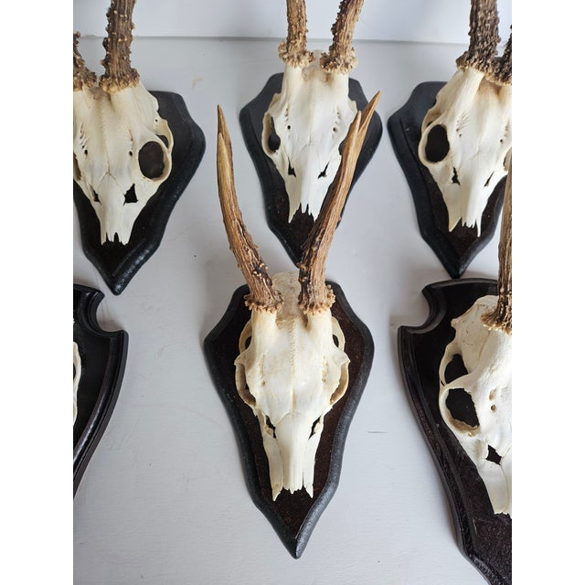 Professionally cleaned and Mounted, a set of 8 Roebuck horns.. excellent condition and quality. These look fabulous in a...