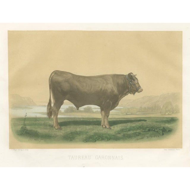 After Isidore Bonheur, Garonnais Bull, , 1873, Paper For Sale - Image 12 of 12