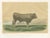 After Isidore Bonheur, Garonnais Bull, , 1873, Paper For Sale - Image 12 of 12