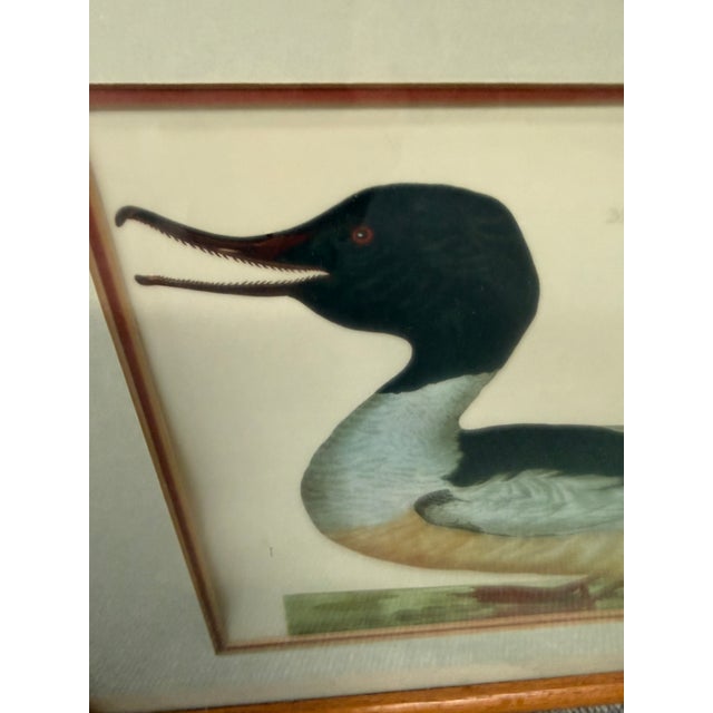 1960s Jan Christian Sepp Merganser Duck Engraving Reproductions, Pair For Sale - Image 5 of 9