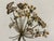 Mary Jo Morris Botanical Embroidery Textile Art, Vintage For Sale - Image 4 of 12
