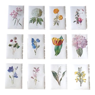 Antique 19th Century Edward Hulme Botanical "Garden Flowers" Lithographs - Set of 12 - Super Price! For Sale