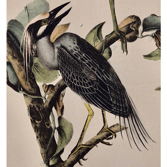 Realism Audubon Night Heron Birds: An Original 19th C. Audubon Hand-Colored Bird Lithograph, 1870 For Sale - Image 3 of 6