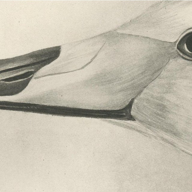 After Lilian Medland, Heads of the Wild Swans, 1909, Print For Sale - Image 6 of 9