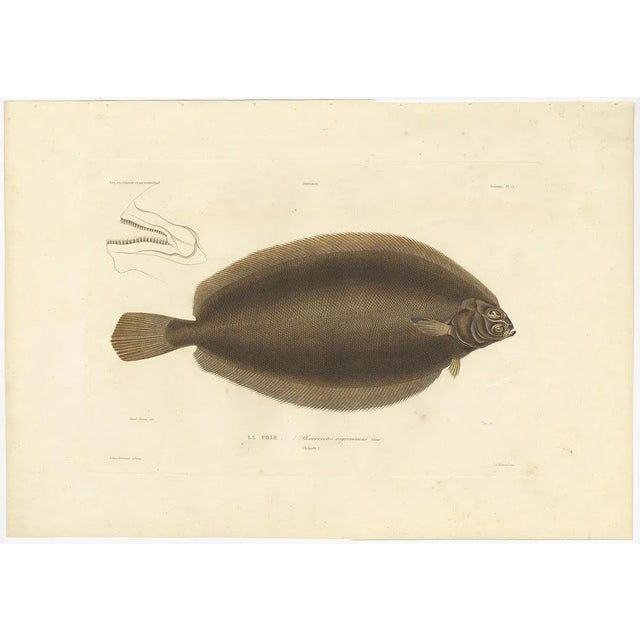Blanchard, Icelandic Flounder, Hand-Colored Lithograph, 1845 For Sale - Image 3 of 10