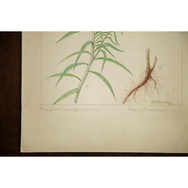 "Pearly Everlasting" Botanical Watercolor Painting by Rh Greeley For Sale - Image 4 of 5