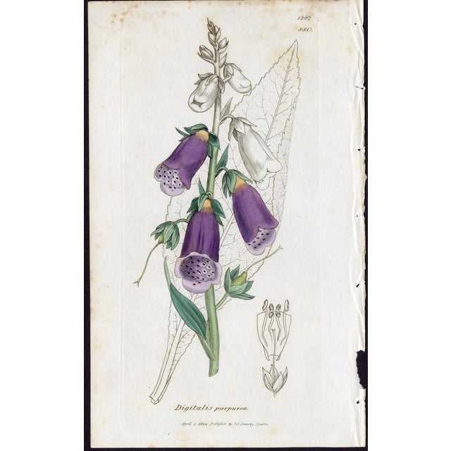 Offered here is an original antique botanical print from the celebrated English Botany series, featuring the distinctive...