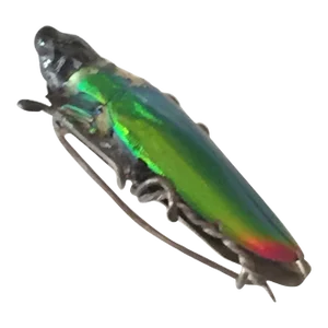 Circa 1900 Egyptian Revival Beetle Brooch