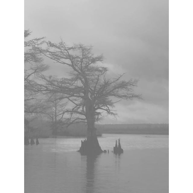 Contemporary Chelsea Fly - Photograph #1 - Cypress Tree in Marshland For Sale - Image 3 of 3