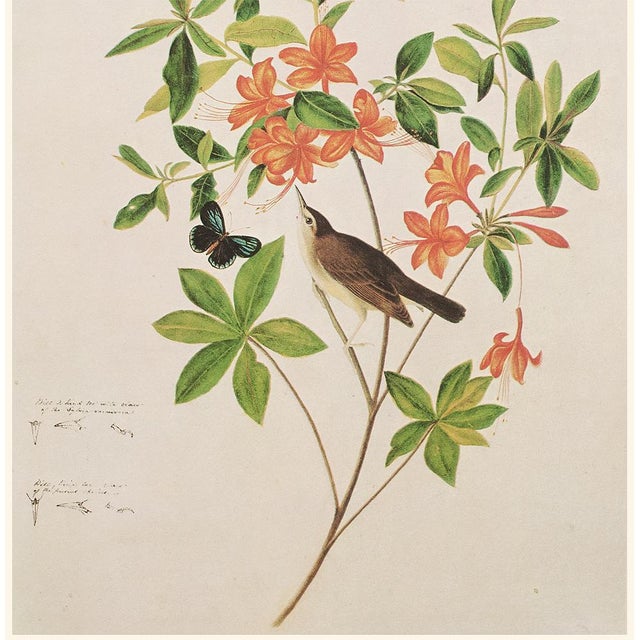 John James Audubon 1966 Swainson's Warbler After John J. Audubon, Cottage Print For Sale - Image 4 of 8