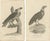 G. Shaw, Imperial Eagle and Turkey Vulture, 1809, Set of 2 For Sale