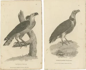 G. Shaw, Imperial Eagle and Turkey Vulture, 1809, Set of 2