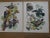 1964 "The Audubon Folio" Original Edition Set of Bird Study Prints Text Book by George Dock Jr. For Sale - Image 12 of 13