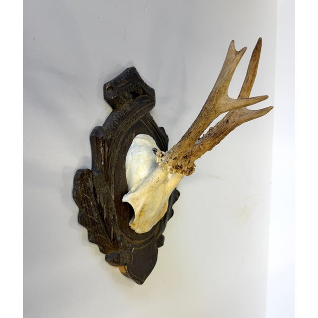 Vintage German Roe Deer antlers mounted on a hand carved wood plaque with considerable detail and personal information for...