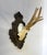 Vintage German Roe Deer antlers mounted on a hand carved wood plaque with considerable detail and personal information for...