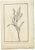 Cook, Pinus Nigra, 1803, Paper For Sale - Image 6 of 6