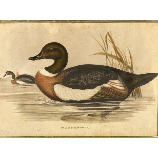 After John Gould (1804-1881), Pair of Framed Antique Lithographs, Borghese Gallery For Sale - Image 9 of 15