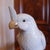 Early 20th Century Chinese Export Porcelain Cockatoos - A Pair For Sale - Image 5 of 14