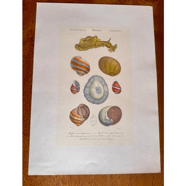 Late 19th Century Mollusques Shell Prints Gastéropodes Plates Fleur De Lis Embossed Paper - Set of 3 For Sale - Image 10 of 11