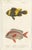 Various Fish Species, 1861, Handcolored Prints, Set of 9 For Sale - Image 10 of 11