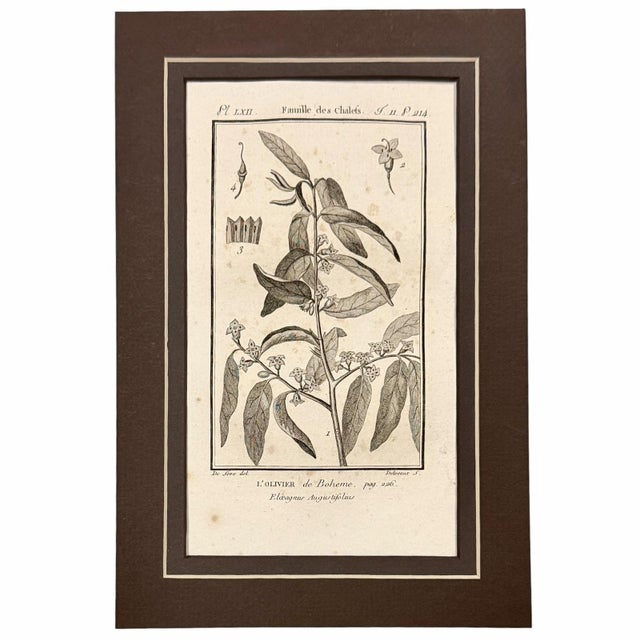 1804-1806 French Buffon Monochrome Intaglio Engravings | Mushroom & Botanical Trio - Set of 3 For Sale - Image 4 of 7