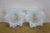 Antique Frosted Satin Glass Rose Flower Chandelier Lamp Shades 6" - a Pair For Sale - Image 9 of 10