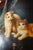 Framed Oil on Canvas Painting of Cats For Sale - Image 9 of 10