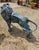 Metal Unknown, Venetian Lions, Late 19th Century, Bronze, Set of 2 For Sale - Image 7 of 12