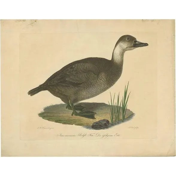 J. Bock, Illustration of a Duck, 1800, Print For Sale - Image 5 of 5