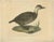 J. Bock, Illustration of a Duck, 1800, Print For Sale - Image 5 of 5