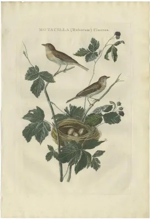 Sepp & Nozeman, Bird Illustration of the Lesser Whitethroat, 1789, Print